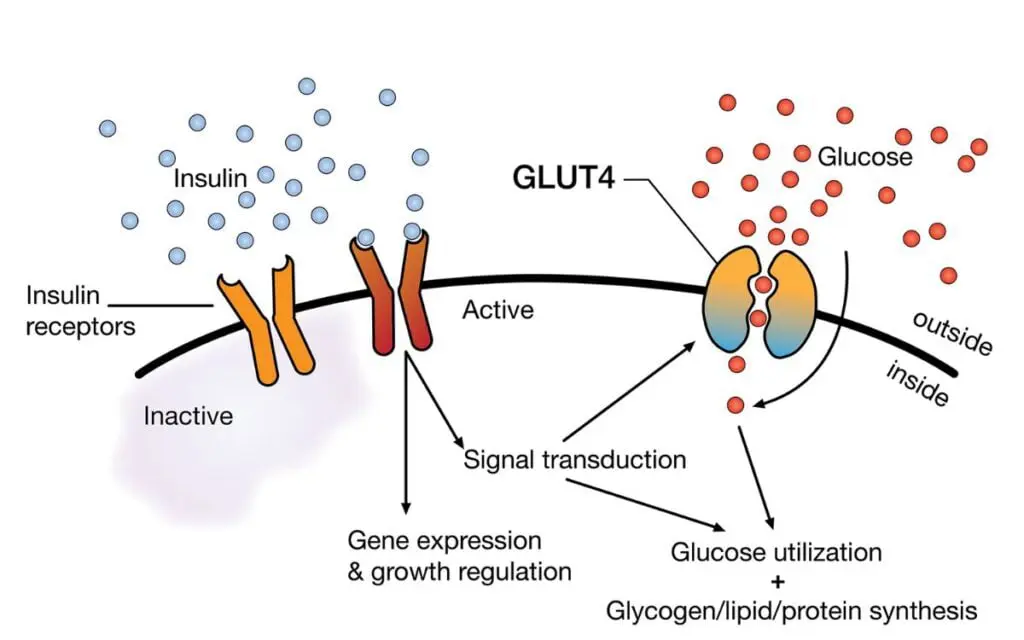 Gluco6 for diabetes